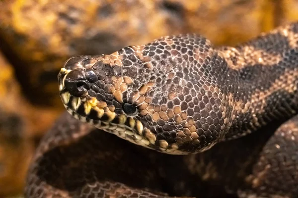 Tapijt Python Morelia Spilota Variegata — Stockfoto