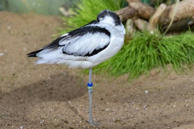 Pied Avocet tek ayak üstünde uyur. Yakın çekim. Recurvirostra avosetta