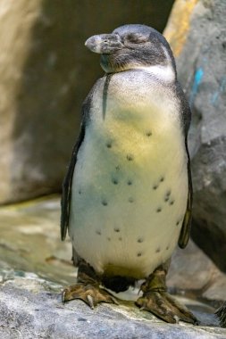 Hayvanat bahçesindeki Humboldt pengueni. Fenisküs humboldti.