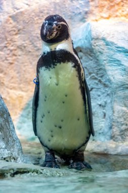 Hayvanat bahçesindeki Humboldt pengueni. Fenisküs humboldti.