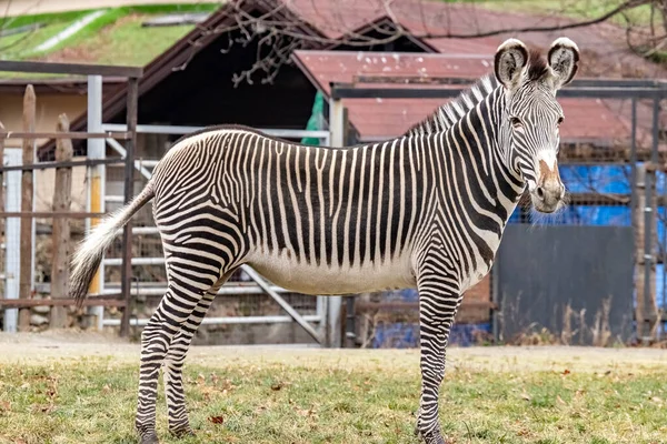 Grevy Zebra Está Pastando Hierba Recinto Del Zoológico —  Fotos de Stock