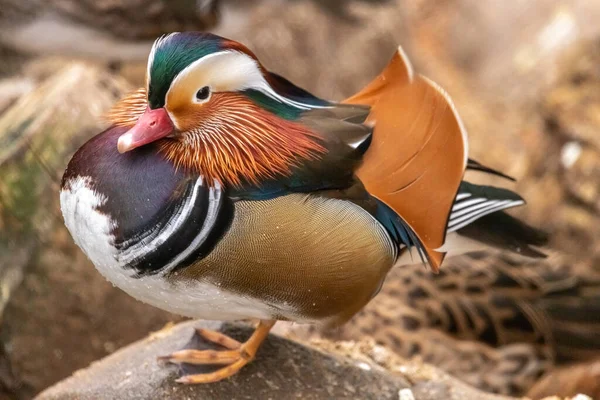 Canard Mandarin Tient Sur Rocher Sur Une Jambe Près — Photo