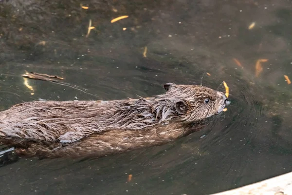 Castor Ordinaire Flottant Dans Eau — Photo