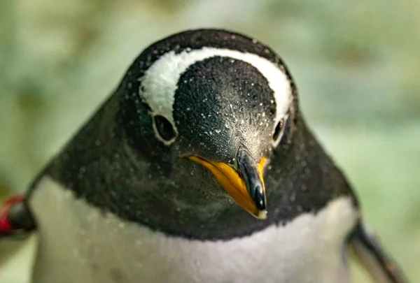 Cabeza Pingüino Papúa Pygoscelis Papua — Foto de Stock