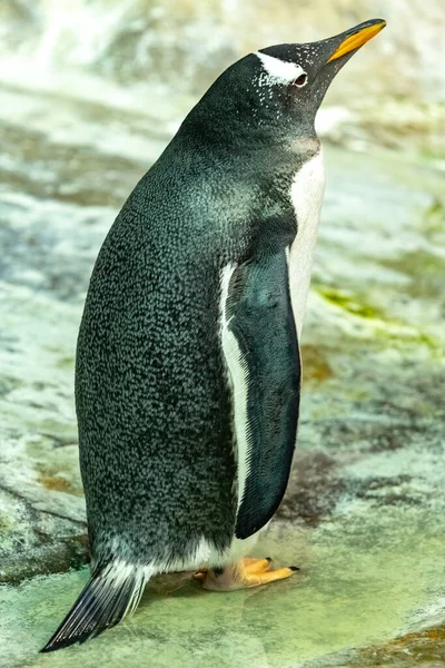 Pingüino Papúa Pleno Crecimiento Primer Plano Pygoscelis Papua — Foto de Stock