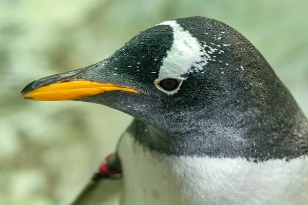 Cabeza Pingüino Papúa Pygoscelis Papua — Foto de Stock