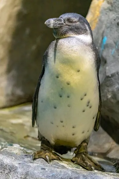 Pingüino Humboldt Primer Plano Del Zoológico Spheniscus Humboldti — Foto de Stock