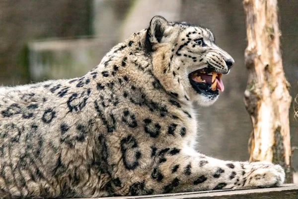 Cap Leopard Zăpadă Închide — Fotografie, imagine de stoc
