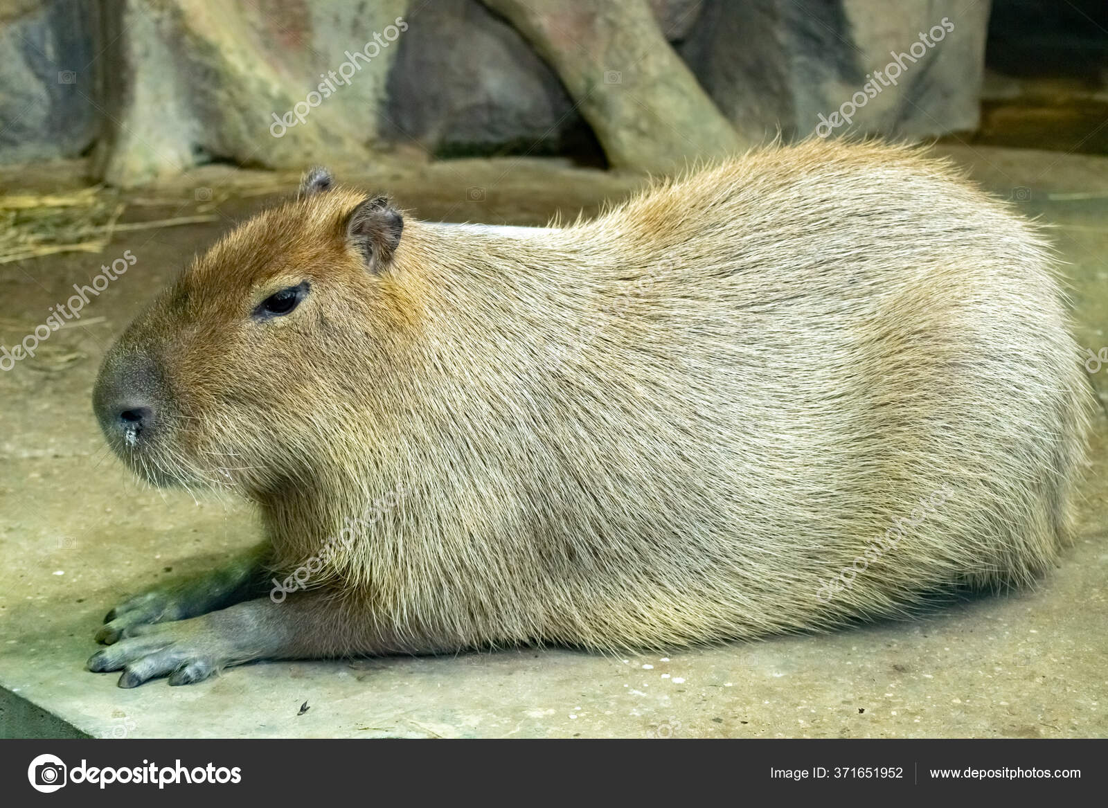 Capybara Hydrochoerus Hydrochaeris Close Stock Photo by ©biimmap@  371651952