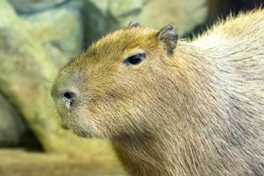 Capybara. Hydrochoerus Hydrochaeris. Yaklaş.