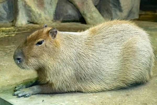 Capybara. Hydrochoerus Hydrochaeris. Yaklaş.