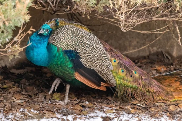 Peacock Dans Neige Pavo Linnaeus Gros Plan — Photo