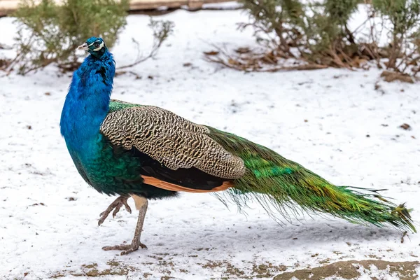 Peacock Dans Neige Pavo Linnaeus Gros Plan — Photo