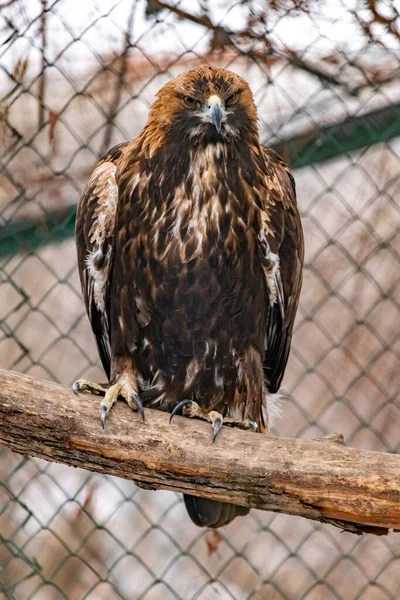 Golden Eagle Branch Zoo Aquila Chrysaetos Close — Stock Photo, Image