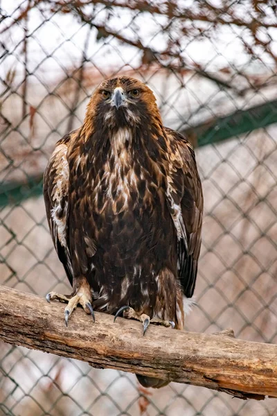 Hayvanat bahçesindeki bir dalda altın kartal. Aquila chrysaetos. Kapat..