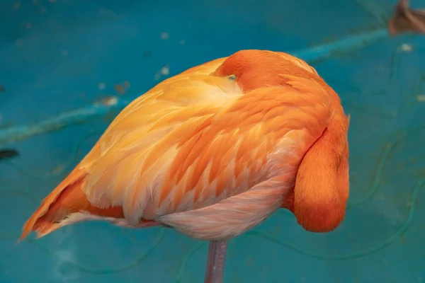 Flamant Orange Phoenicopterus Close — Photo