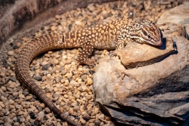 Varanus acanthurus. Sırt Kuyruklu Monitör. 