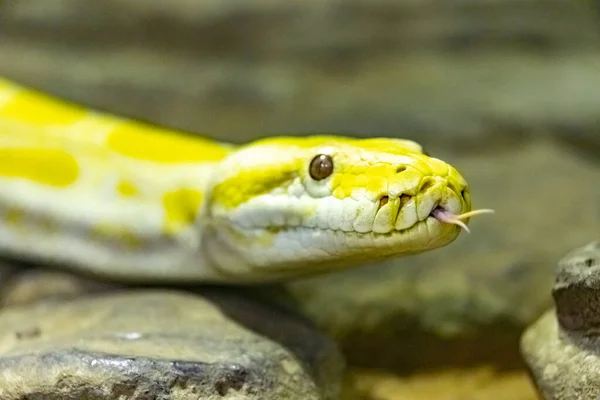 Κίτρινη Σχηματοποιημένη Python Πύθωνα Δικτυωτό Κλείσιμο — Φωτογραφία Αρχείου