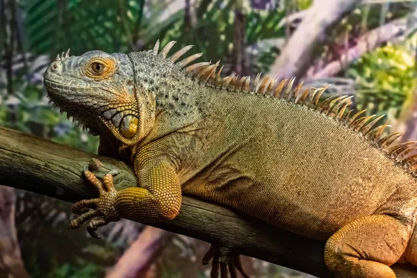 Leguanen Grön Iguana Leguan Närbild — Stockfoto