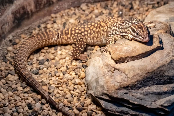 Varanus Acanthurus Sledování Hřebenatek — Stock fotografie