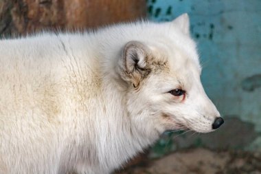 Hayvanat bahçesindeki bir kutup tilkisinin portresi. Vulpes lagopus. Kapat..