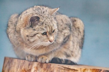 Amur orman kedisi hayvanat bahçesinde bir kütüğün üzerinde oturuyor. Prionailurus bengalensis euptilurus.