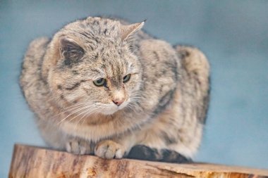 Amur orman kedisi hayvanat bahçesinde bir kütüğün üzerinde oturuyor. Prionailurus bengalensis euptilurus.