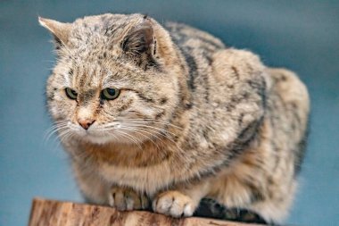 Amur orman kedisi hayvanat bahçesinde bir kütüğün üzerinde oturuyor. Prionailurus bengalensis euptilurus.