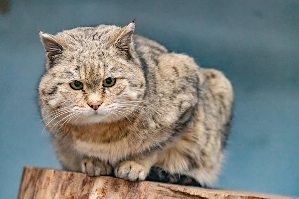 Amur orman kedisi hayvanat bahçesinde bir kütüğün üzerinde oturuyor. Prionailurus bengalensis euptilurus.