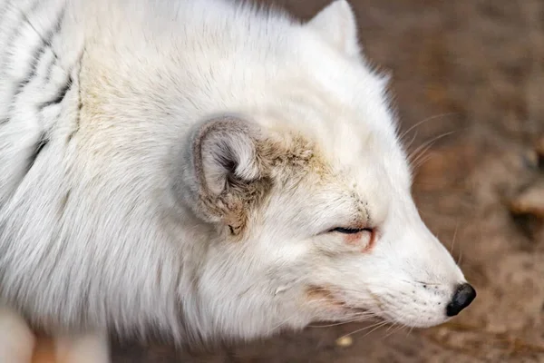 Portrait Renard Arctique Dans Une Enceinte Zoo Profil Vulpes Lagopus Images De Stock Libres De Droits