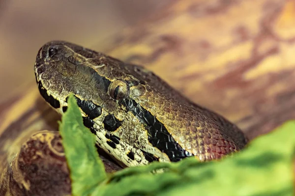 Die Madagaskar Boa Acrantophis Madagascariensis Nahaufnahme — Stockfoto