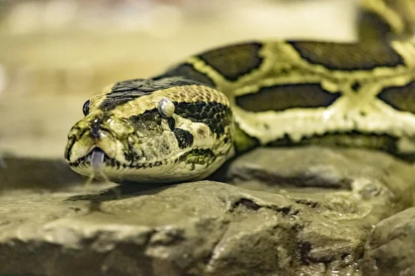 Birmaanse Python Python Bivittatus Close — Stockfoto