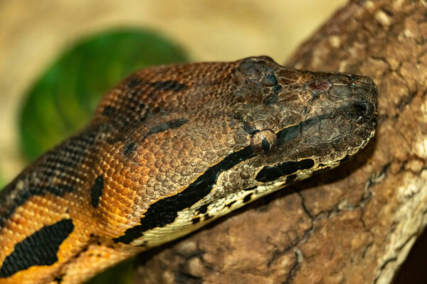 Мадагаскарский наземный боа. Acrantophis madagascariensis. close up
.
