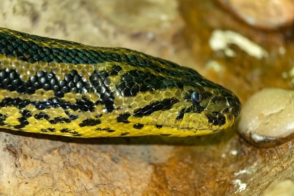 Couleuvre Anaconda Eunectes Murinus Gros Plan Sur Chef — Photo
