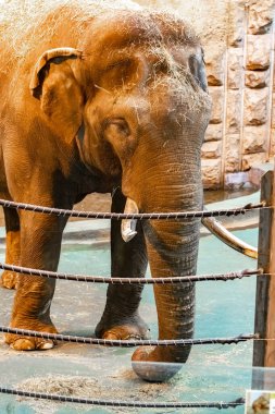 Moskova hayvanat bahçesindeki Hint fili. Elephas maximus. Kapat.