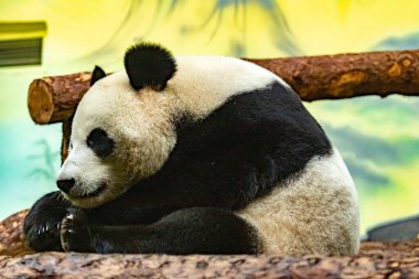 Dev panda. Ailuropoda melanoleuca. Kapat..