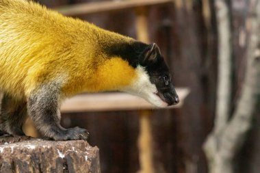 Harza. Sarı göğüslü denizci. Martes Flavigula. Kapat..