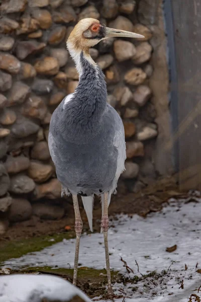 Grue Napperons Blancs Grus Vipio Gros Plan — Photo