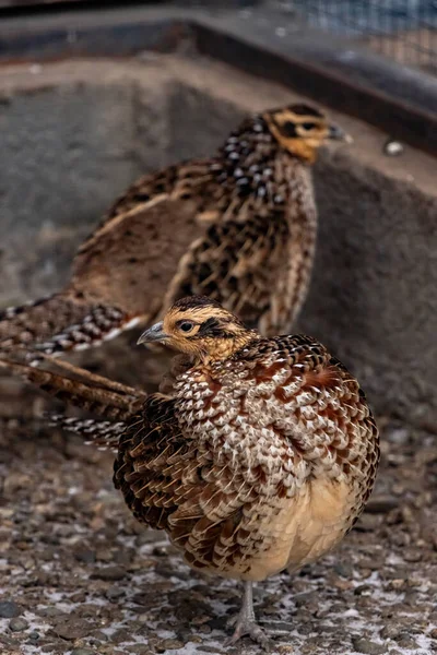 Reeves Pheasant Syrmaticus Reevesi Close — Stock Photo, Image