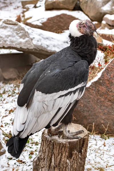 Condor Andin Vltur Grphus Gros Plan — Photo