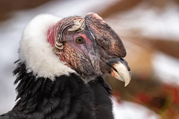 Condor Andin Vltur Grphus Gros Plan — Photo