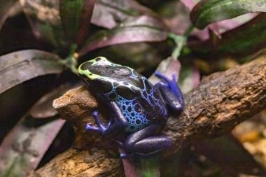 Ormandaki bir ağaçta oturan zehirli mavi bir ağaç tırmanıcısı. Dendrobates azureus. Kapat..