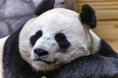 Panda, Moskova hayvanat bahçesinde sıkılmış şirin bir poz veriyor. Ailuropoda melanoleuca. Kapat.