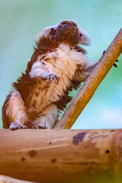 Ödipus Tamarin Saguinus Ödipus Nahaufnahme — Stockfoto