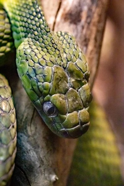 Boiga Vert Serpent Aux Yeux Chat Vert Boiga Cyanea Gros — Photo