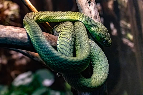 Boiga Verde Serpiente Ojos Gato Verde Boiga Cyanea Cerrar — Foto de Stock