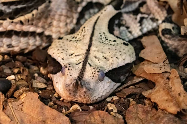 Cabeza Plana Una Víbora Gabonesa Venenosa Acurrucada Suelo Bitis Gabonica —  Fotos de Stock