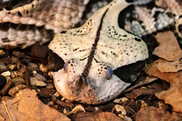 Cabeça Plana Viper Gabão Venenoso Enrolado Chão Bitis Gabonica Imagens — Fotografia de Stock