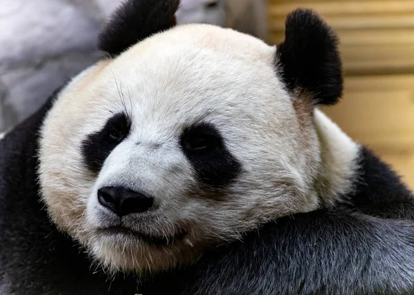 Panda bear in a cute bored pose at the Moscow zoo.  Ailuropoda melanoleuca. close up