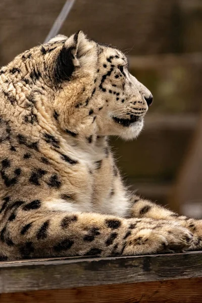 Cabeça Leopardo Neve Perto — Fotografia de Stock